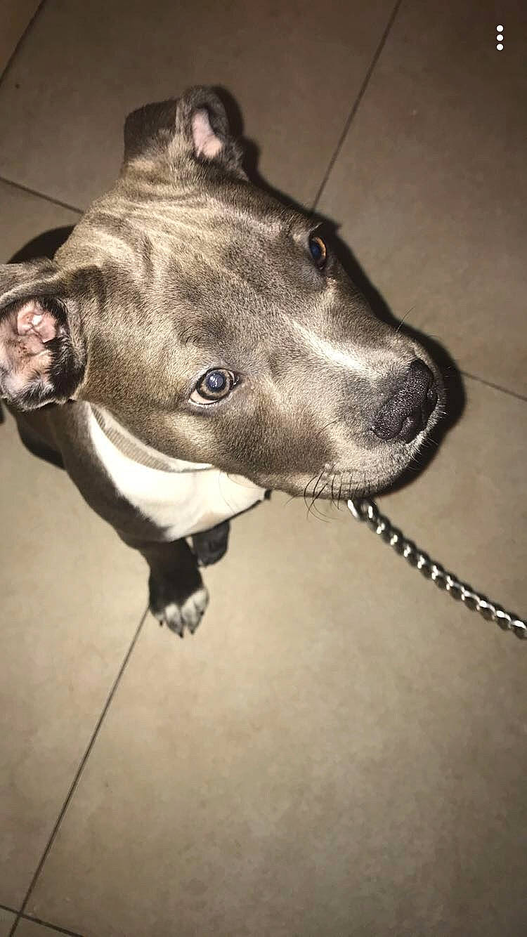 Boyka participe au concours pour gagner de l'argent avec cette photo : american_pit_bull_terrier, american_staffordshire_terrier, bandog, bully_kutta, canidae, carnivore, collar, dog, dog_breed, dog_collar, ear, fawn, mammal, molosser, non_sporting_group, nose, pit_bull, snout, staffordshire_bull_terrier