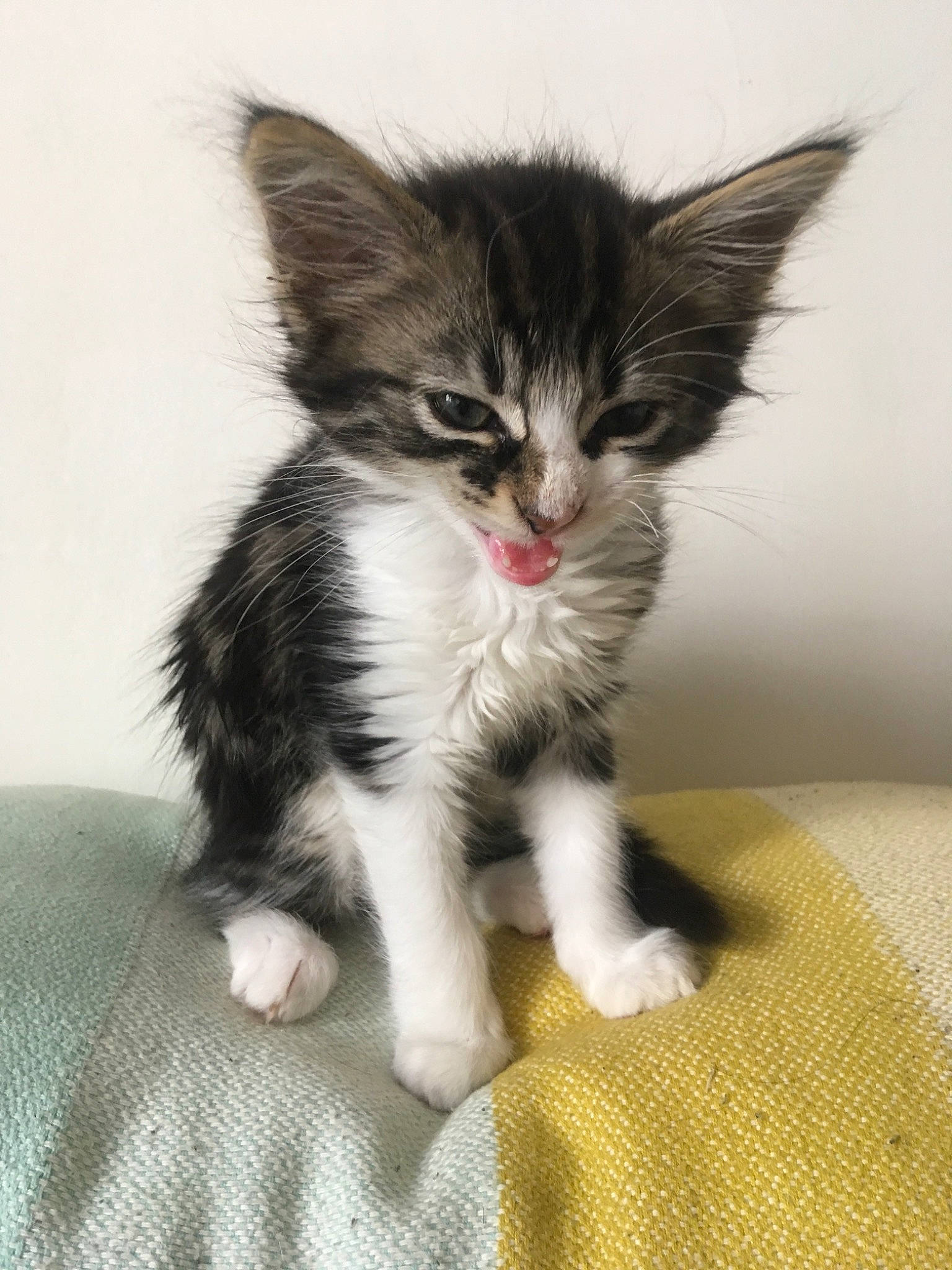 Oyster a rejoint le concours — aidez-le/la à gagner de superbes lots ! american_wirehair, asian, carnivore, cat, domestic_long_haired_cat, domestic_short_haired_cat, felidae, kitten, maine_coon, mammal, norwegian_forest_cat, polydactyl_cat, ragamuffin, siberian, small_to_medium_sized_cats, vertebrate, whiskers