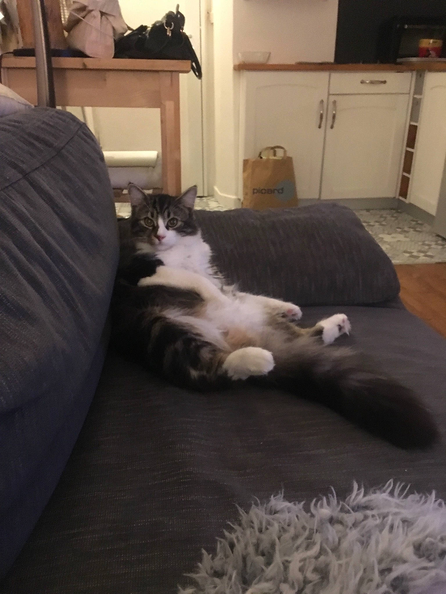 Oyster a rejoint le concours — aidez-le/la à gagner de superbes lots ! bed, canidae, carnivore, cat, comfort, companion_dog, couch, dog, felidae, floor, flooring, fur, furniture, hardwood, kitten, paw, room, small_to_medium_sized_cats, sporting_group, whiskers