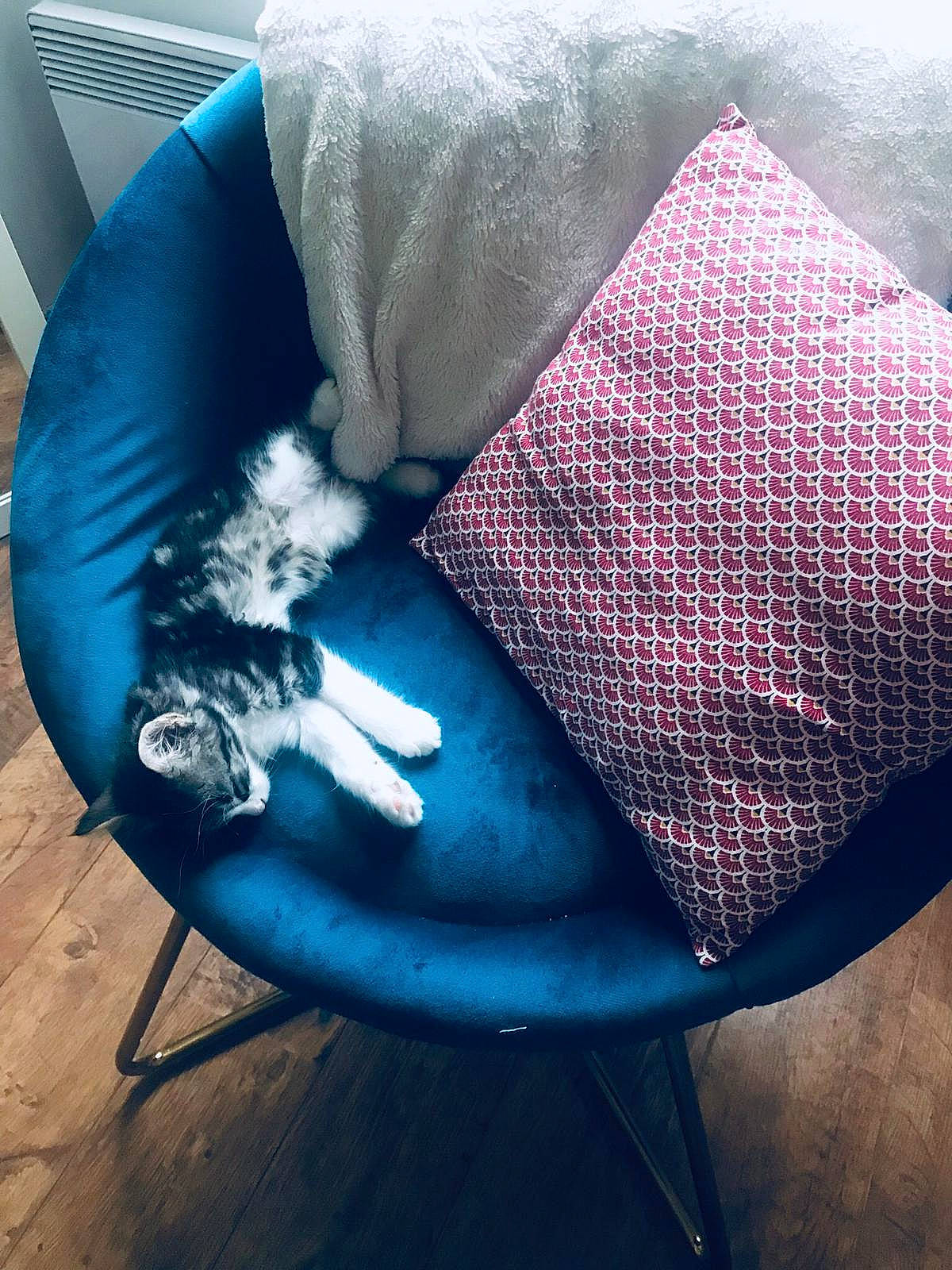 Oyster participe au concours pour gagner de l'argent avec cette photo : blue, canidae, cat, chair, comfort, couch, felidae, furniture, illustration, linens, nap, non_sporting_group, small_to_medium_sized_cats, table, textile, turquoise