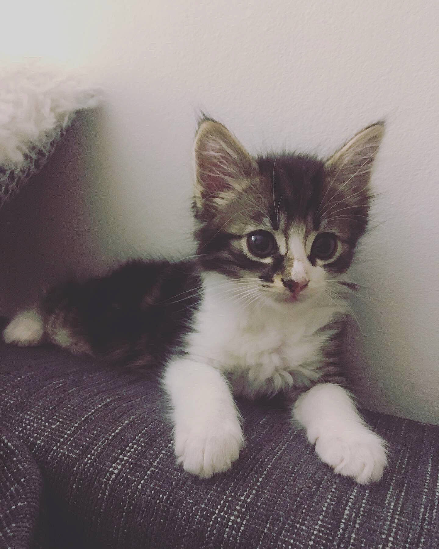 Oyster participe au concours pour gagner de l'argent avec cette photo : aegean_cat, american_wirehair, black_and_white, carnivore, cat, domestic_short_haired_cat, european_shorthair, eye, felidae, fur, kitten, mammal, norwegian_forest_cat, polydactyl_cat, ragamuffin, small_to_medium_sized_cats, tail, turkish_angora, vertebrate, whiskers