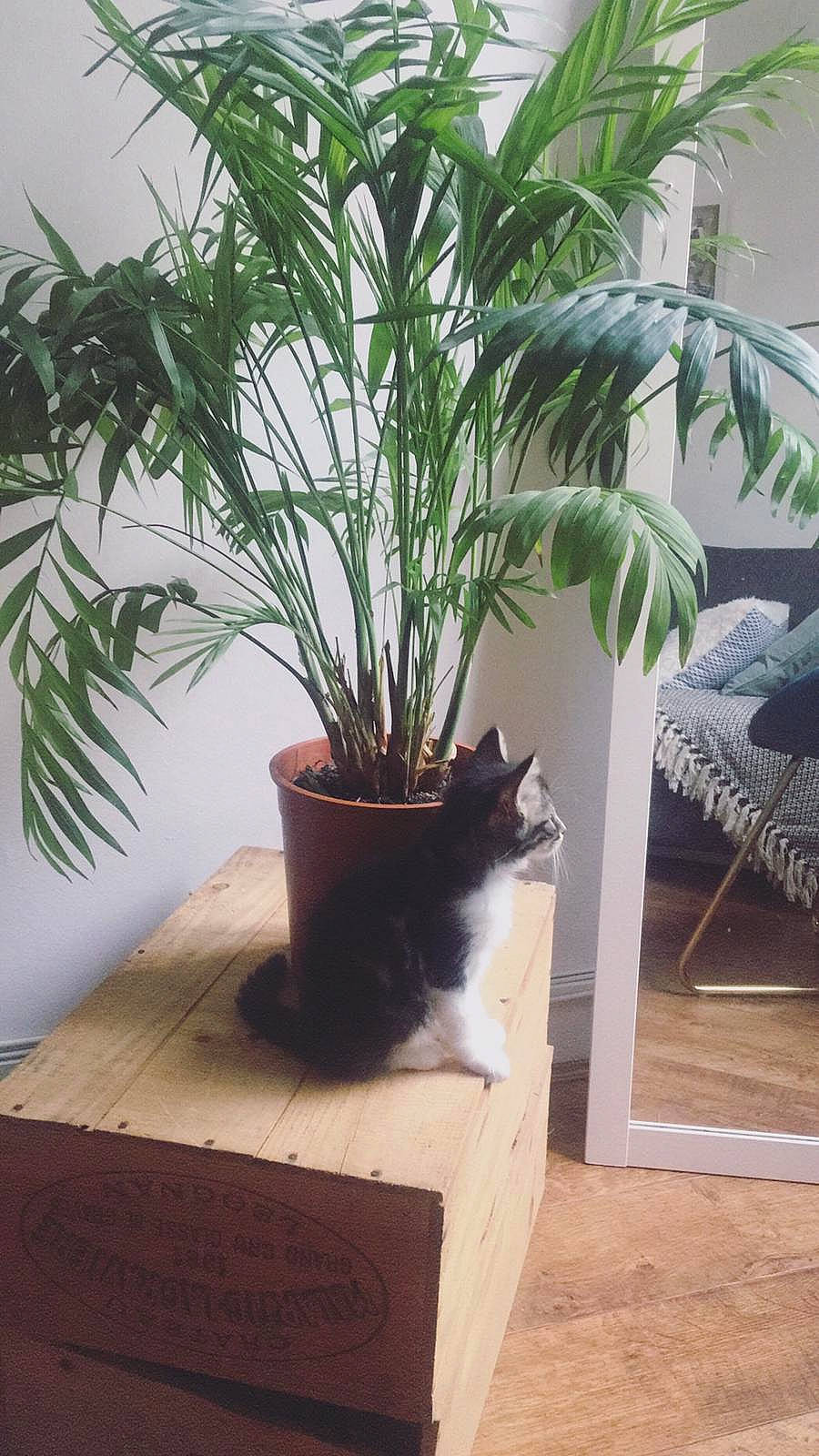 Oyster a rejoint le concours — aidez-le/la à gagner de superbes lots ! arecales, date_palm, flower, flowerpot, grass, houseplant, palm_tree, plant, terrestrial_plant, tree