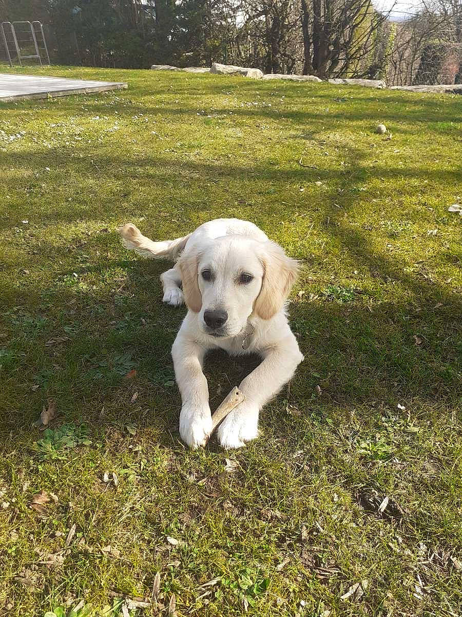 Sky a rejoint le concours — aidez-le/la à gagner de superbes lots ! carnivore, companion_dog, dog, dog_breed, garden, grass, landscape, lawn, plant, shrub, soil, sporting_group, tail, terrestrial_animal, tree, working_animal, yard