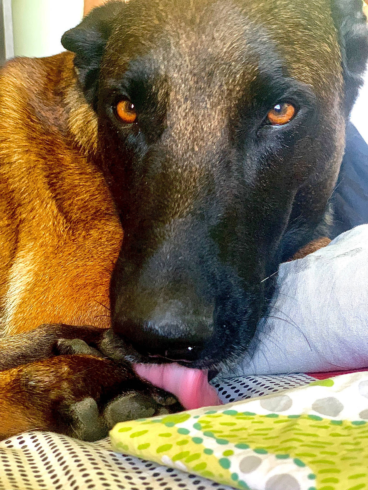 Oggy participe au concours pour gagner de l'argent avec cette photo : canidae, carnivore, collar, companion_dog, dog, dog_breed, dog_collar, ear, eye, fawn, fur, green, guard_dog, head, pattern, pet_supply, snout, street_dog, whiskers, working_animal