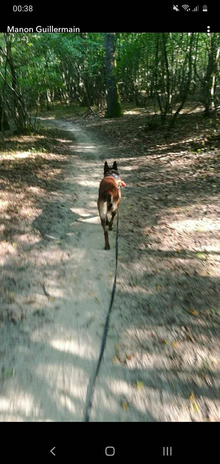 Oggy participe au concours pour gagner de l'argent avec cette photo : asphalt, canidae, carnivore, dog, dog_breed, fawn, forest, grass, leash, plant, recreation, road, road_surface, shadow, soil, sporting_group, tail, terrestrial_animal, tree, wood