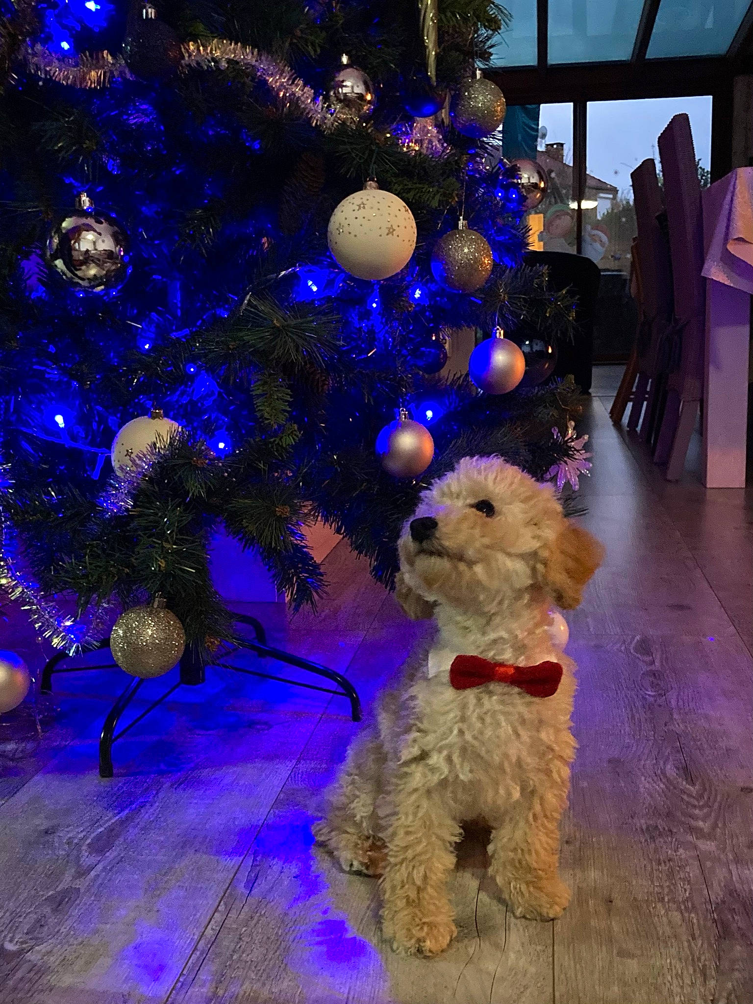 Riko participe au concours pour gagner de l'argent avec cette photo : blue, carnivore, christmas, christmas_decoration, christmas_ornament, christmas_tree, companion_dog, dog, dog_breed, electric_blue, event, evergreen, fawn, holiday_ornament, light, ornament, purple, terrier, toy_dog, winter