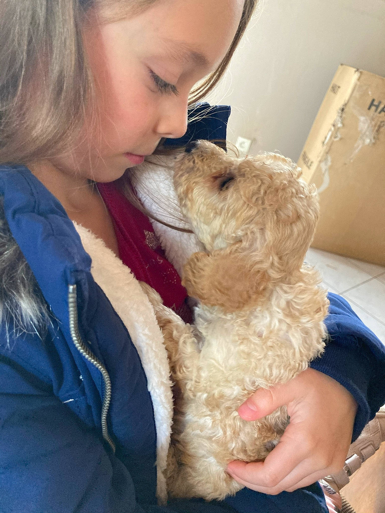 Riko a rejoint le concours — aidez-le/la à gagner de superbes lots ! canidae, carnivore, collar, companion_dog, dog, dog_breed, dog_collar, ear, fur, gesture, hair, happy, maltepoo, poodle, puppy_love, skin, snout, terrier, toy_dog, working_animal