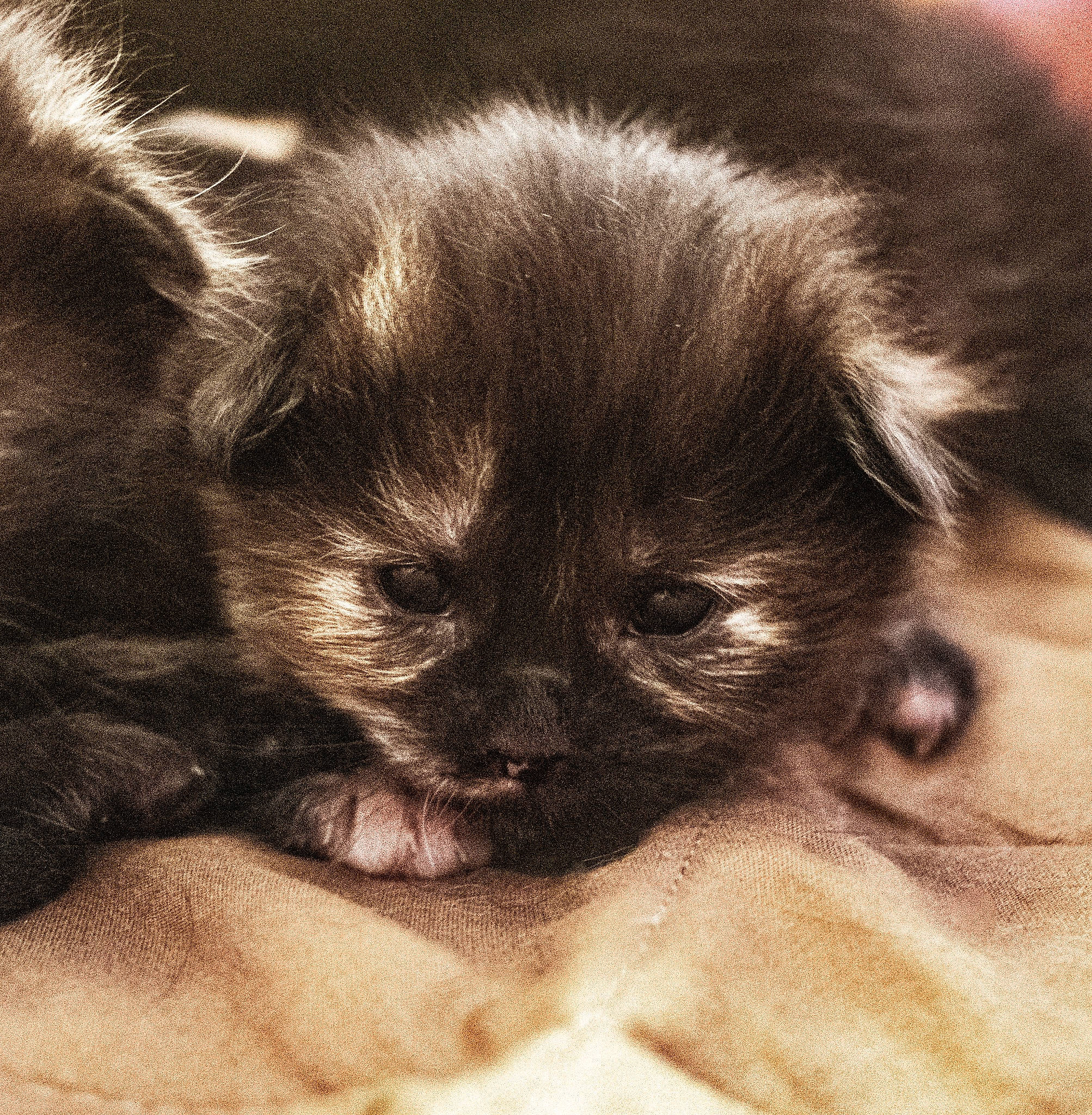 Nola joined the competition — help win amazing prizes! canidae, carnivore, close_up, comfort, companion_dog, dog, dog_breed, ear, fawn, fur, iris, liver, non_sporting_group, snout, sporting_group, terrestrial_animal, toy_dog, whiskers, working_animal, wrinkle