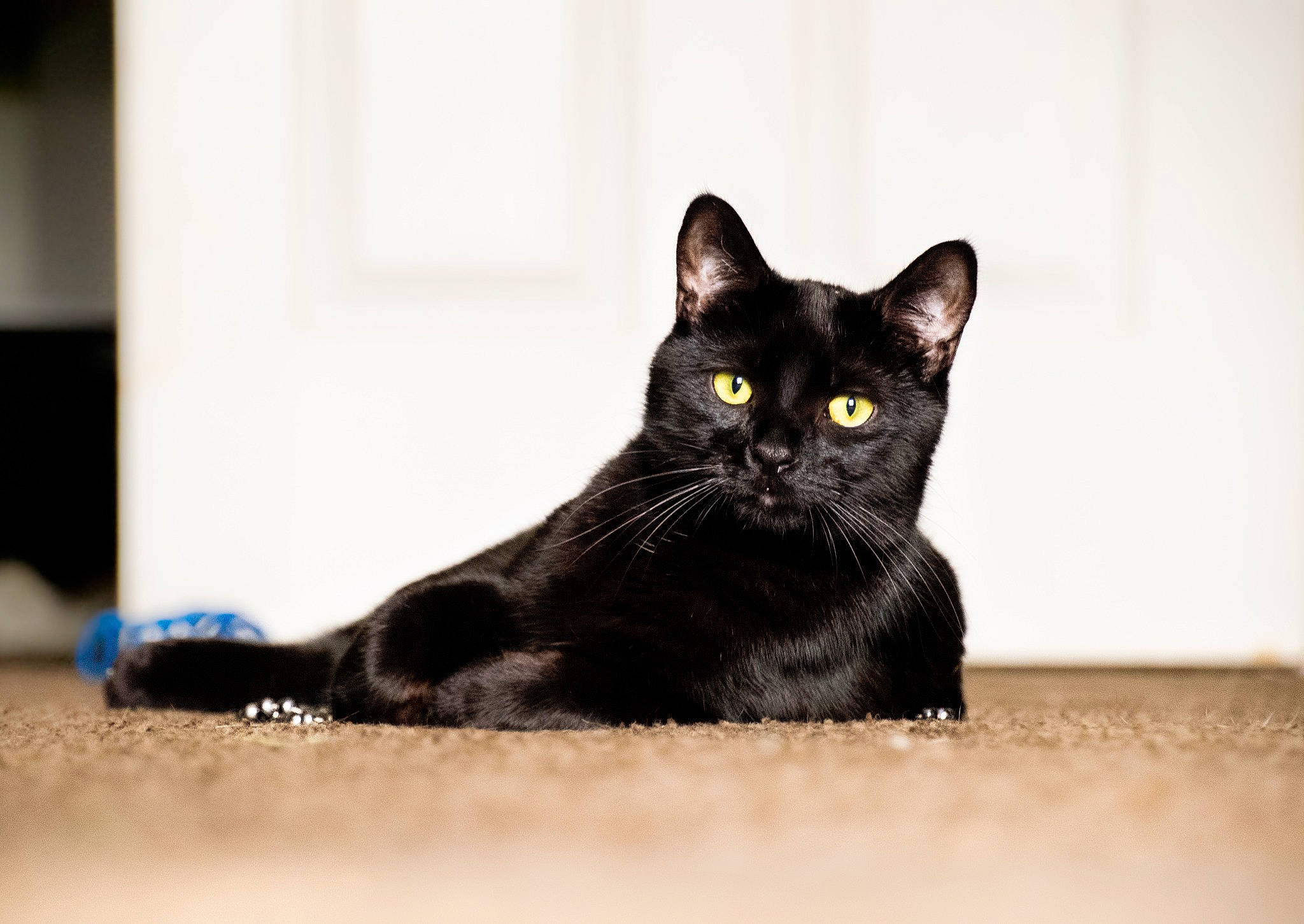 Indiana joined the competition — help win amazing prizes! black_cat, bombay, carnivore, cat, claw, domestic_short_haired_cat, felidae, flooring, fur, grey, leg, monochrome_photography, paw, sitting, small_to_medium_sized_cats, snout, tail, terrestrial_animal, whiskers, window