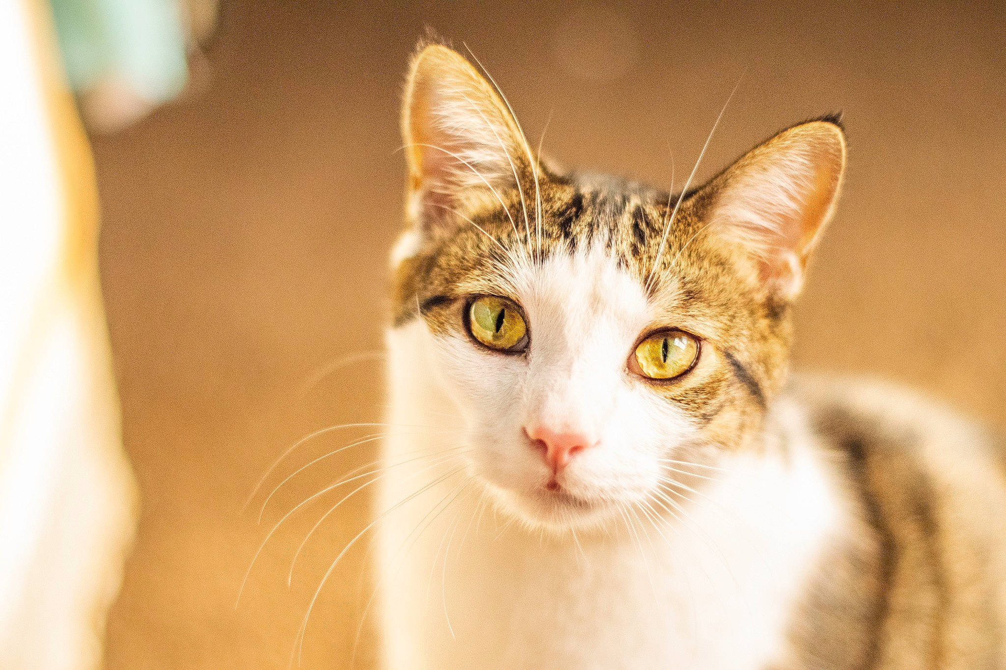 Arthur joined the competition — help win amazing prizes! art, carnivore, cat, collar, domestic_short_haired_cat, ear, eyelash, fawn, felidae, fur, grass, iris, macro_photography, small_to_medium_sized_cats, snout, tail, terrestrial_animal, tree, whiskers, wildlife