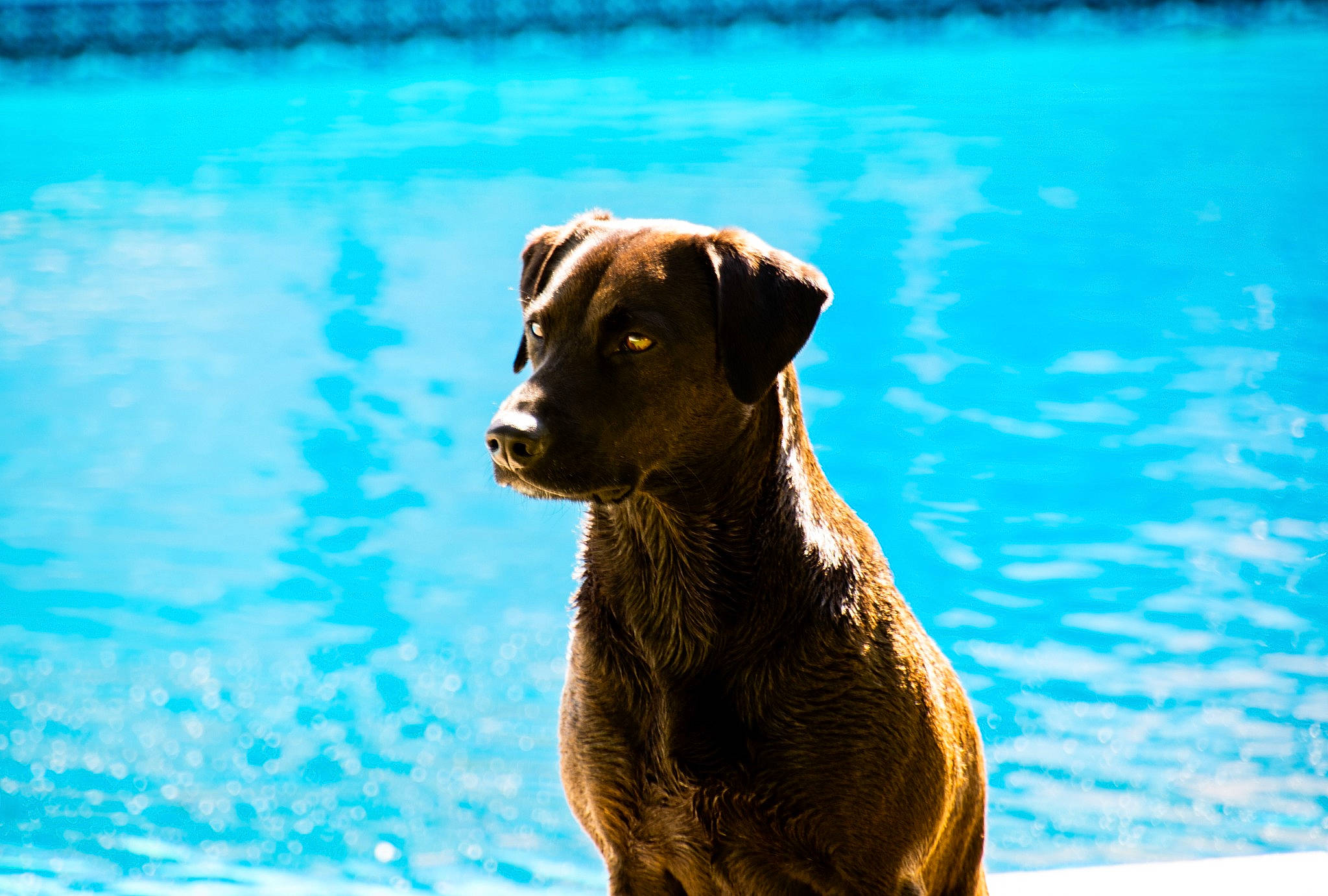 Sophie joined the competition — help win amazing prizes! blue, canidae, carnivore, companion_dog, dog, dog_breed, dog_collar, electric_blue, fawn, guard_dog, lake, leisure, pet_supply, retriever, snout, sporting_group, swimming_pool, water, working_animal, working_dog