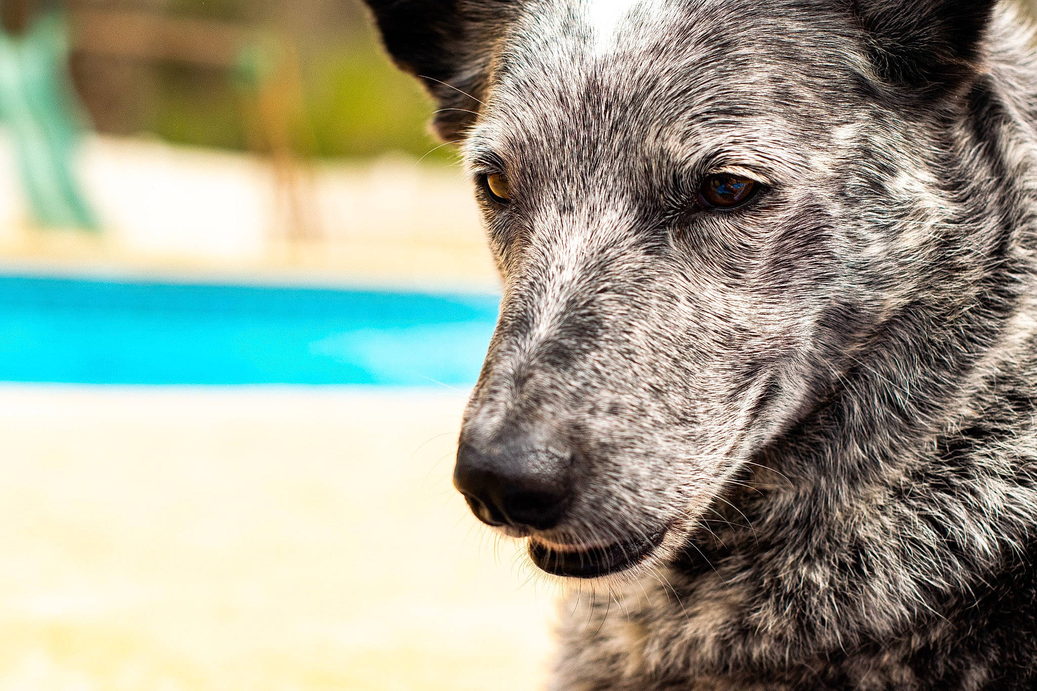 Juniper joined the competition — help win amazing prizes! canidae, canis, carnivore, dog, dog_breed, eye, fur, grass, herding_dog, monochrome_photography, snout, sporting_group, street_dog, terrestrial_animal, water, whiskers, wildlife, wolf, working_animal, working_dog