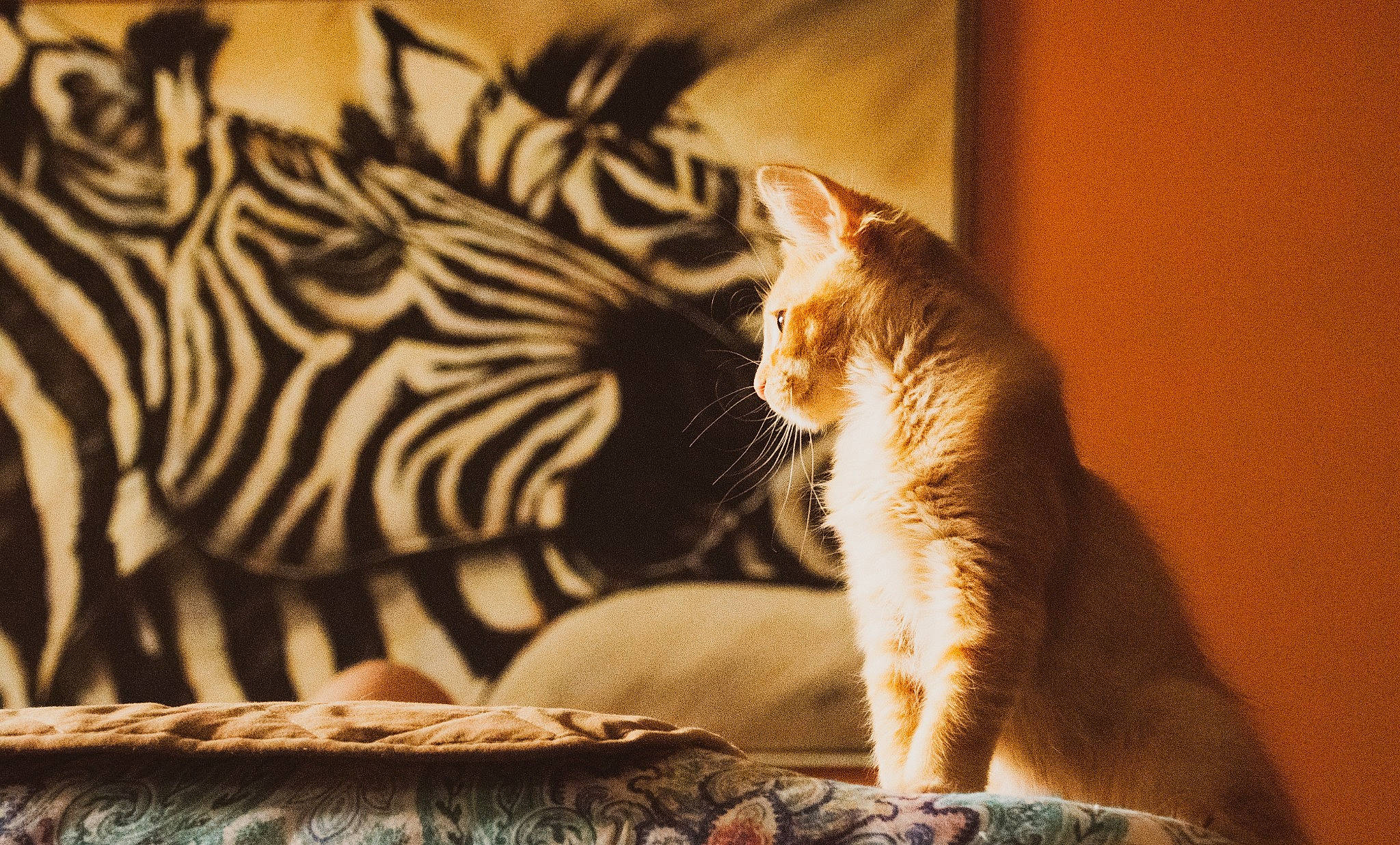 Leo joined the competition — help win amazing prizes! carnivore, cat, comfort, domestic_short_haired_cat, fawn, felidae, fur, mammal, paw, plant, room, small_to_medium_sized_cats, snout, tail, textile, tree, whiskers, wildlife, window, wood