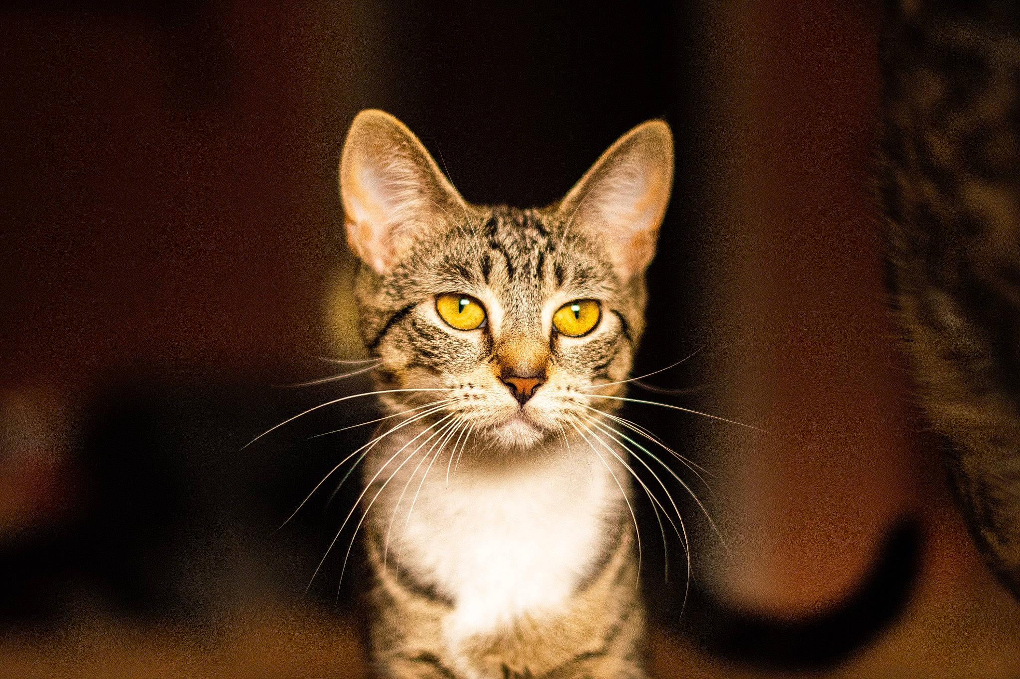 Maru is registered to the contest to win money with this photo: art, carnivore, cat, domestic_short_haired_cat, felidae, fur, grass, macro_photography, paw, sand, small_to_medium_sized_cats, snout, terrestrial_animal, whiskers, wildlife