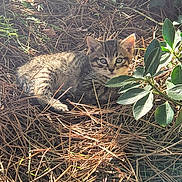 Baloo a rejoint le concours — aidez-le/la à gagner de superbes lots ! kitten, cat, tabby, outdoor, nature, pine_needles, sunlight, bushes, greenery, animal, pet, fur, small_animal, leaf, wildlife, resting, cute, young, curious, relaxed