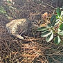 kitten, cat, tabby, outdoor, nature, pine_needles, sunlight, bushes, greenery, animal, pet, fur, small_animal, leaf, wildlife, resting, cute, young, curious, relaxed
