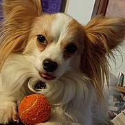 Dale joined the competition — help win amazing prizes! dog, tennis_ball, pet, indoor, fluffy, ears, toy, animal, cute, playful, closeup, white, brown, fur, face, paw, tongue, canine, resting, companion