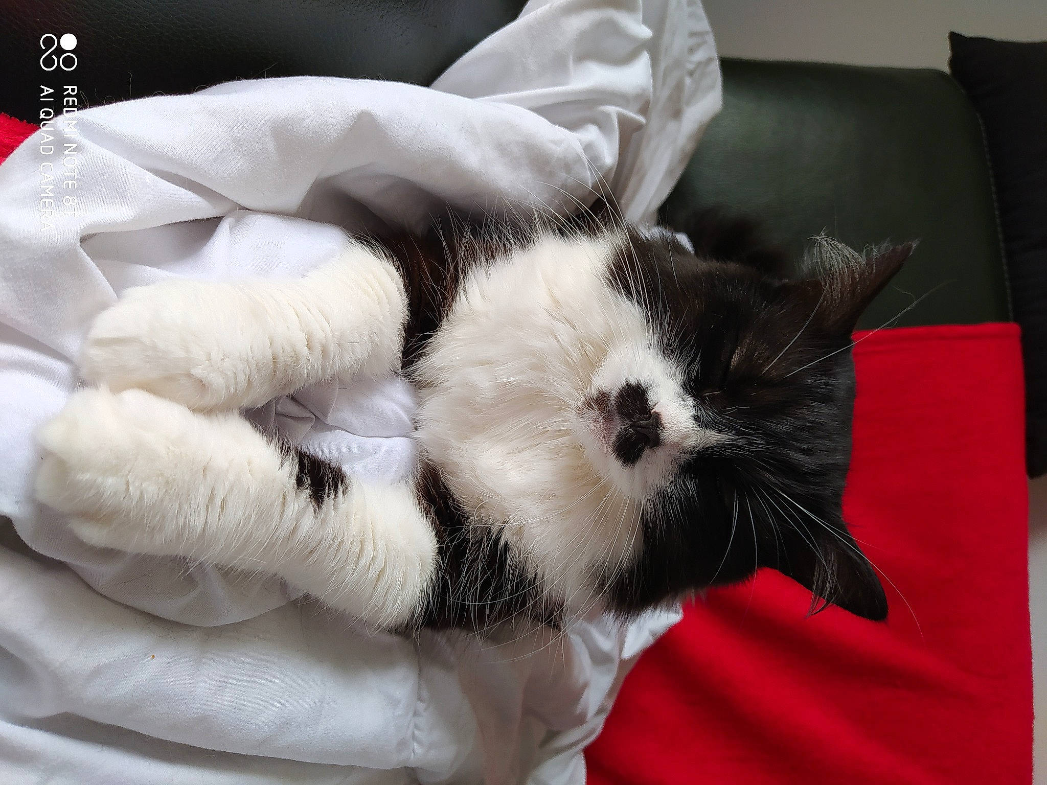 Cutler a rejoint le concours — aidez-le/la à gagner de superbes lots ! canidae, carnivore, cat, claw, companion_dog, felidae, fur, kitten, nap, paw, puppy, small_to_medium_sized_cats, tail, whiskers