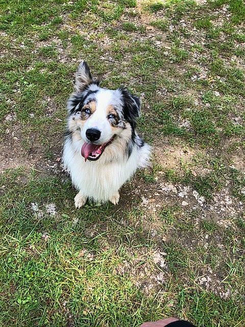 Myke participe au concours pour gagner de l'argent avec cette photo : australian_collie, australian_shepherd, border_collie, canidae, carnivore, companion_dog, dog, dog_breed, grass, herding_dog, mammal, miniature_australian_shepherd, rare_breed_dog, shetland_sheepdog, sporting_group, vertebrate, welsh_sheepdog, working_dog