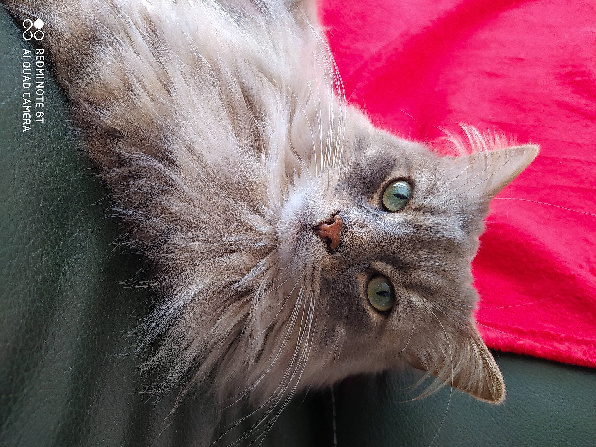 Kaya participe au concours pour gagner de l'argent avec cette photo : asian_semi_longhair, british_longhair, british_semi_longhair, carnivore, cat, domestic_long_haired_cat, fawn, felidae, fur, kitten, mammal, nebelung, norwegian_forest_cat, ragamuffin, siberian, small_to_medium_sized_cats, tail, whiskers