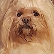 Nans participe au concours pour gagner de l'argent avec cette photo : animal, beige, brown, canine, closeup, companion, cozy, cute, dog, domestic, face, fluffy, fur, furry, home, indoor, long_hair, pet, portrait, topknot