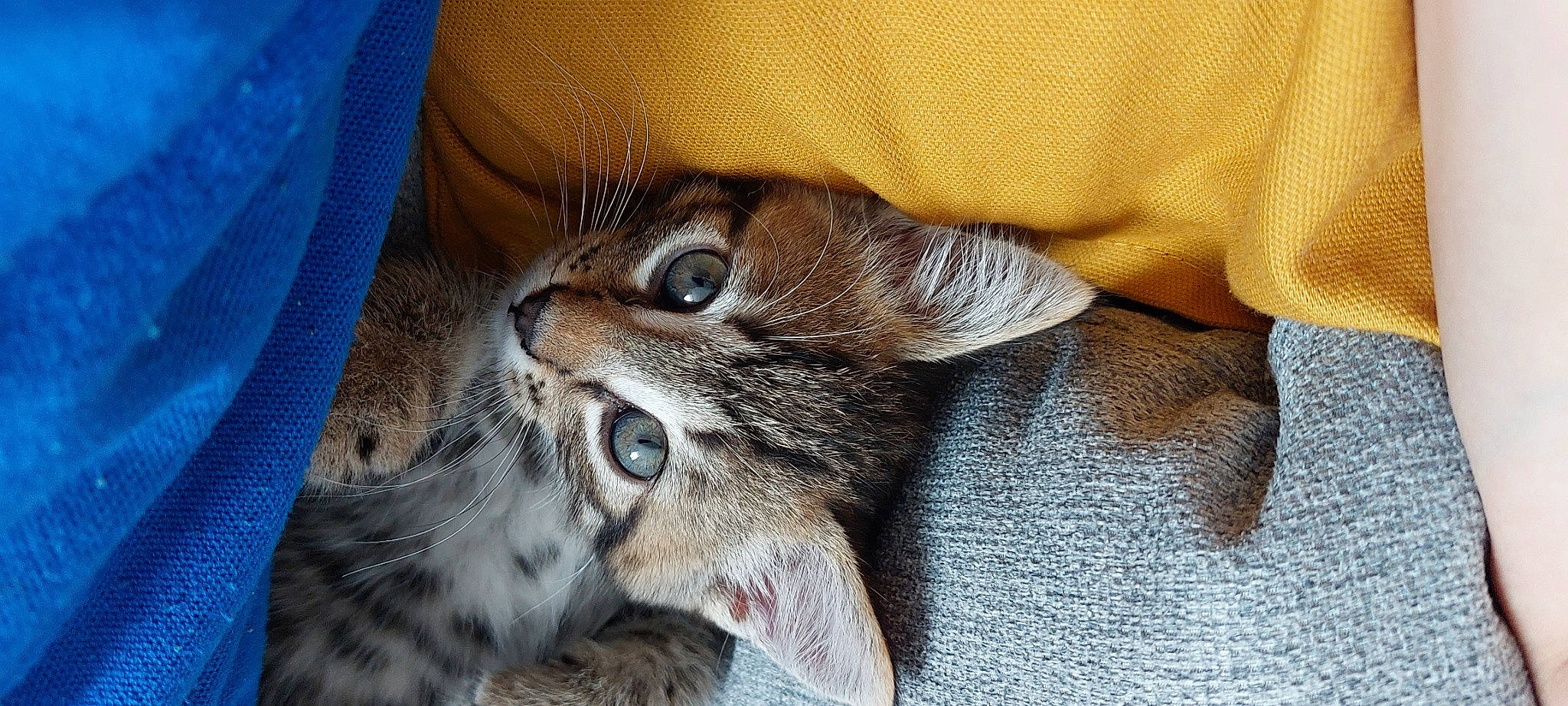 Twix a rejoint le concours — aidez-le/la à gagner de superbes lots ! carnivore, cat, cat_supply, claw, comfort, domestic_short_haired_cat, felidae, fur, grey, nap, paw, small_to_medium_sized_cats, snout, terrestrial_animal, whiskers