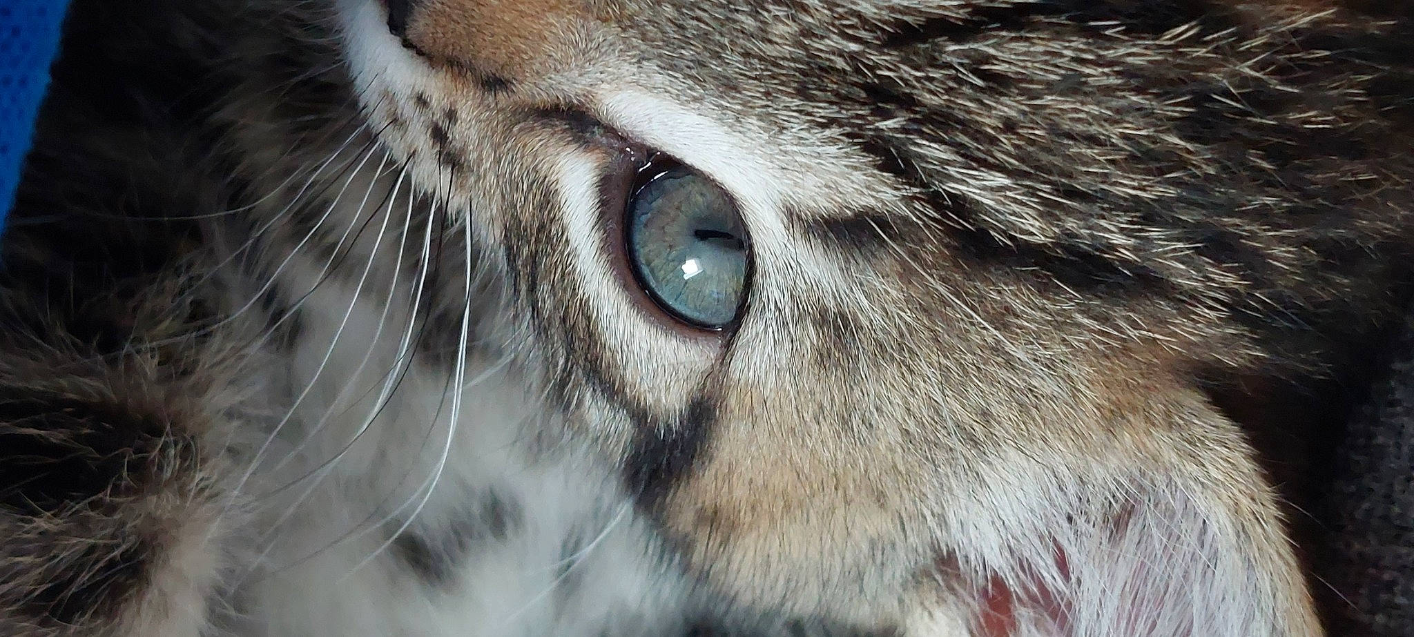 Twix a rejoint le concours — aidez-le/la à gagner de superbes lots ! carnivore, cat, close_up, domestic_short_haired_cat, fang, fawn, felidae, fur, grey, head, iris, macro_photography, paw, small_to_medium_sized_cats, snout, terrestrial_animal, whiskers, wildlife