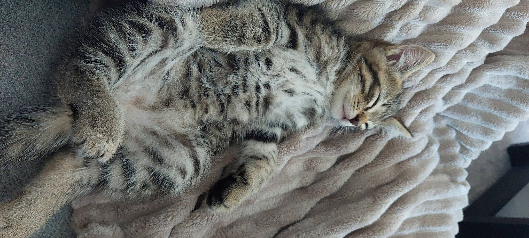 Twix a rejoint le concours — aidez-le/la à gagner de superbes lots ! big_cats, carnivore, cat, claw, close_up, fawn, felidae, fur, grey, mammal, pattern, small_to_medium_sized_cats, snout, snow_leopard, tail, terrestrial_animal, tree, vertebrate, whiskers, wildlife