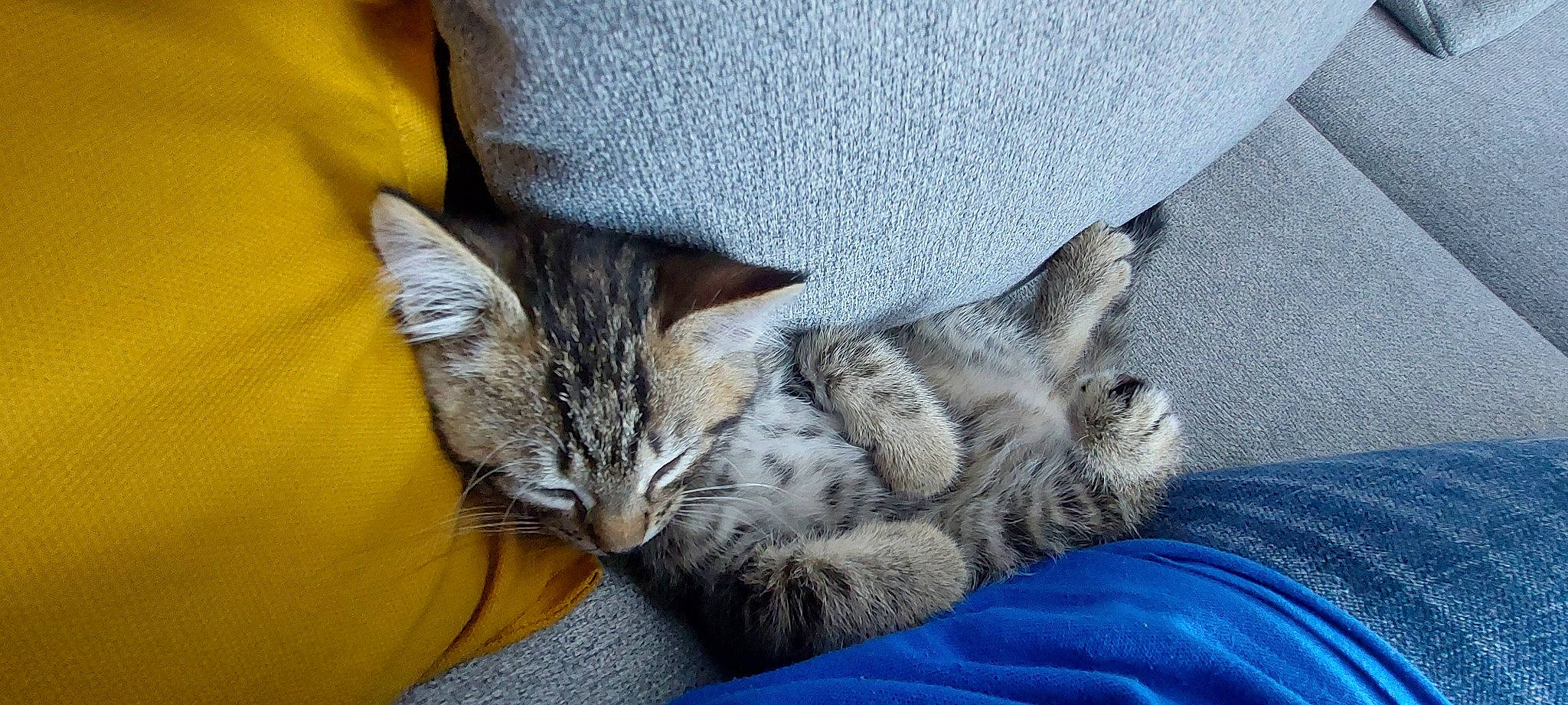 Twix participe au concours pour gagner de l'argent avec cette photo : carnivore, cat, claw, comfort, couch, domestic_short_haired_cat, felidae, fur, grey, mammal, nap, paw, sitting, sleep, small_to_medium_sized_cats, snout, tail, vertebrate, whiskers