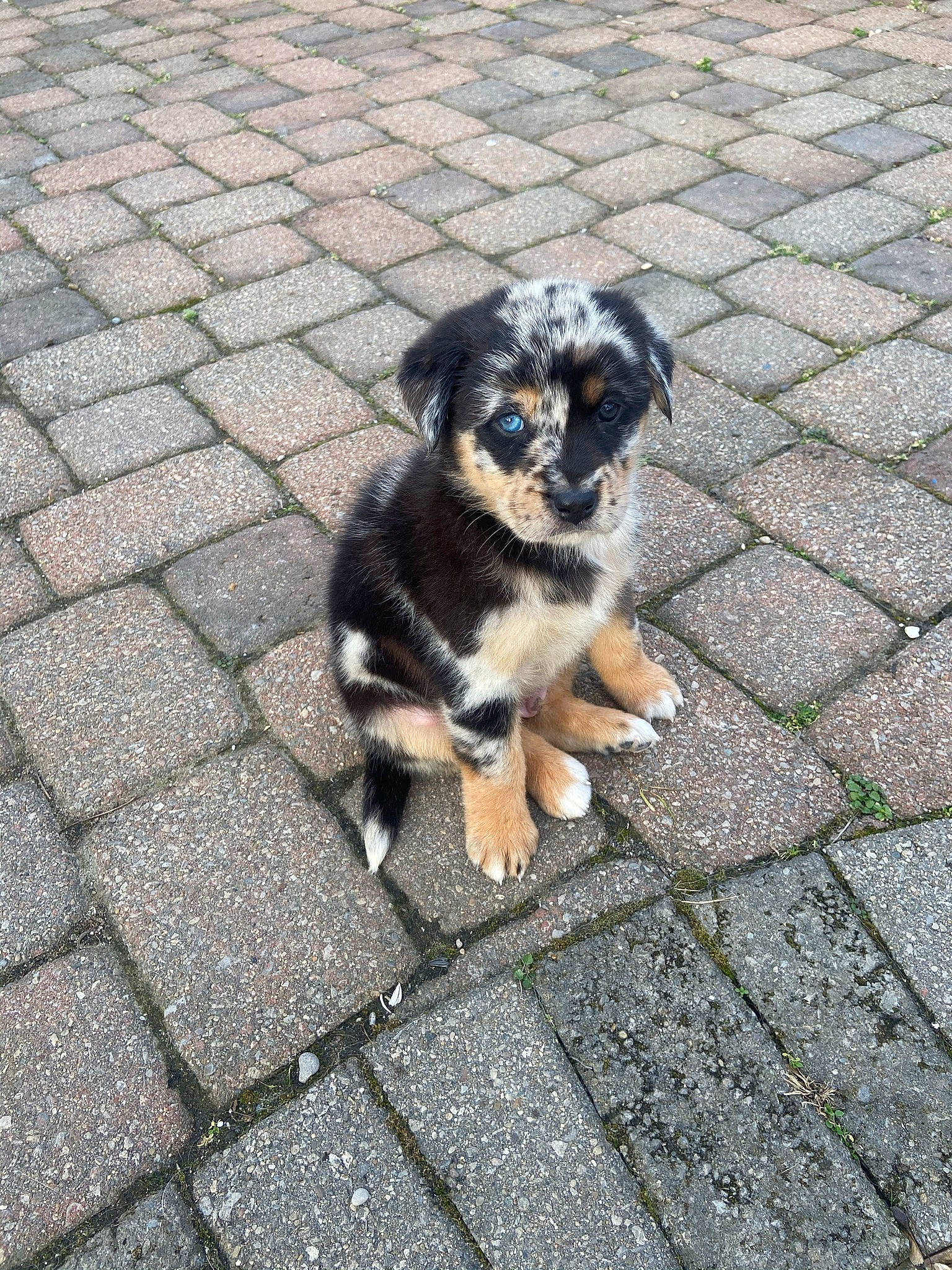 Carter is registered to the contest to win money with this photo: art, asphalt, canidae, carnivore, cobblestone, companion_dog, dog, dog_breed, flagstone, flooring, fur, road_surface, shadow, sidewalk, snout, sporting_group, tail, toy_dog, working_animal, working_dog