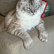 Yeti joined the competition — help win amazing prizes! cat, feline, blue_eyes, fluffy, striped, couch, armrest, indoor, pet, resting, close_up, mammal, domestic_animal, whiskers, paws, fur, relaxed, holiday_pillow, beige, home