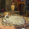 dog, pet, lying_down, sleepy, indoors, home, blanket, paw_prints, brown_and_white, floppy_ears, face, snout, eyes, furniture, chair, vase, cozy, resting, living_room, portrait