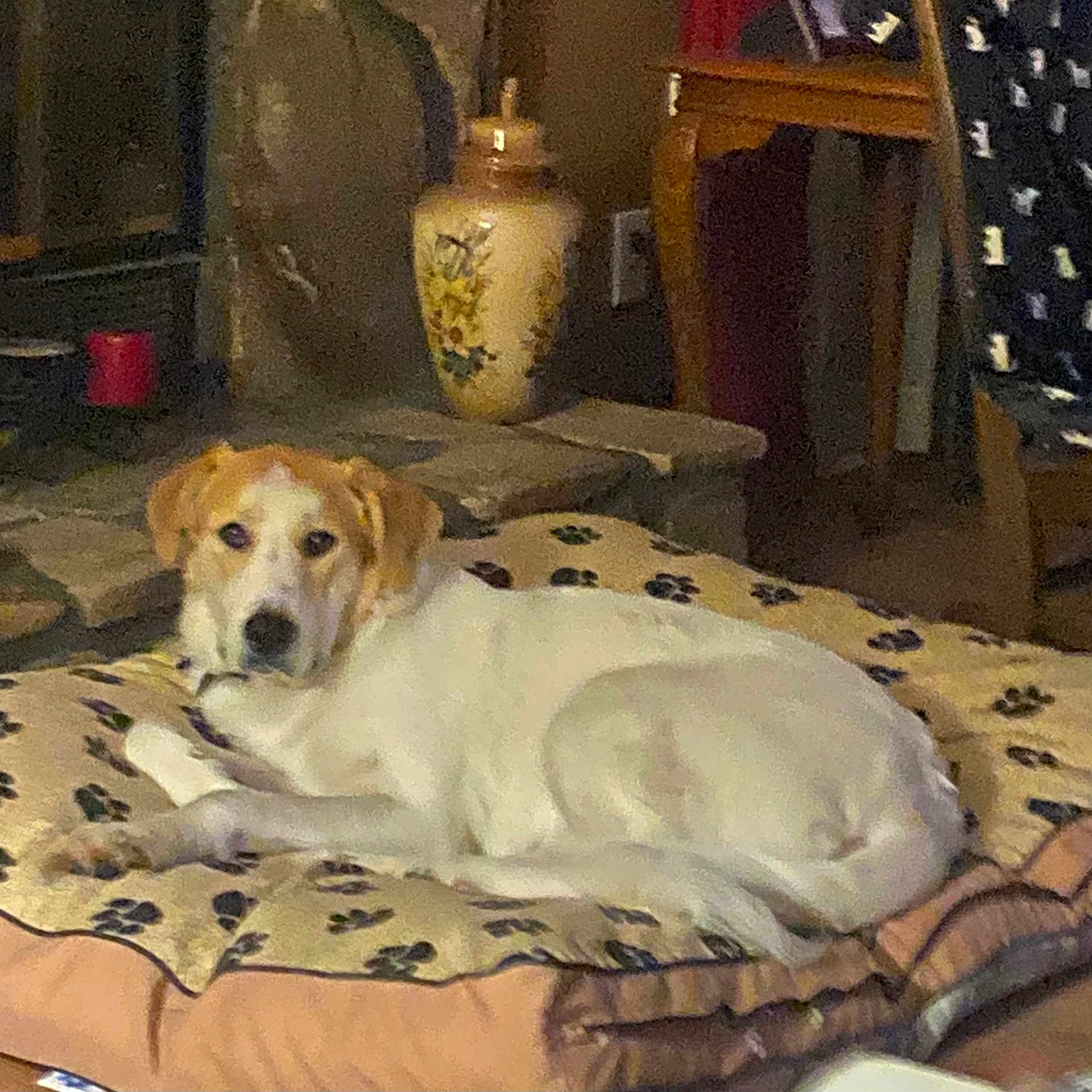 Molly joined the competition — help win amazing prizes! dog, pet, lying_down, sleepy, indoors, home, blanket, paw_prints, brown_and_white, floppy_ears, face, snout, eyes, furniture, chair, vase, cozy, resting, living_room, portrait