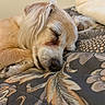 Franki joined the competition — help win amazing prizes! dog, sleeping, pet, cozy, blanket, floral_pattern, fur, relaxed, indoor, closeup, cute, animal, resting, bed, soft, calm, mammal, whiskers, paw, companion