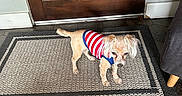 Franki is registered to the contest to win money with this photo: dog, small_dog, pet, indoor, doormat, wooden_door, flooring, sweater, striped_clothing, fur, ears, curious, looking, home, interior, carpet, floor, animal, cute, domestic