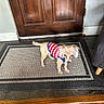 dog, small_dog, pet, indoor, doormat, wooden_door, flooring, sweater, striped_clothing, fur, ears, curious, looking, home, interior, carpet, floor, animal, cute, domestic