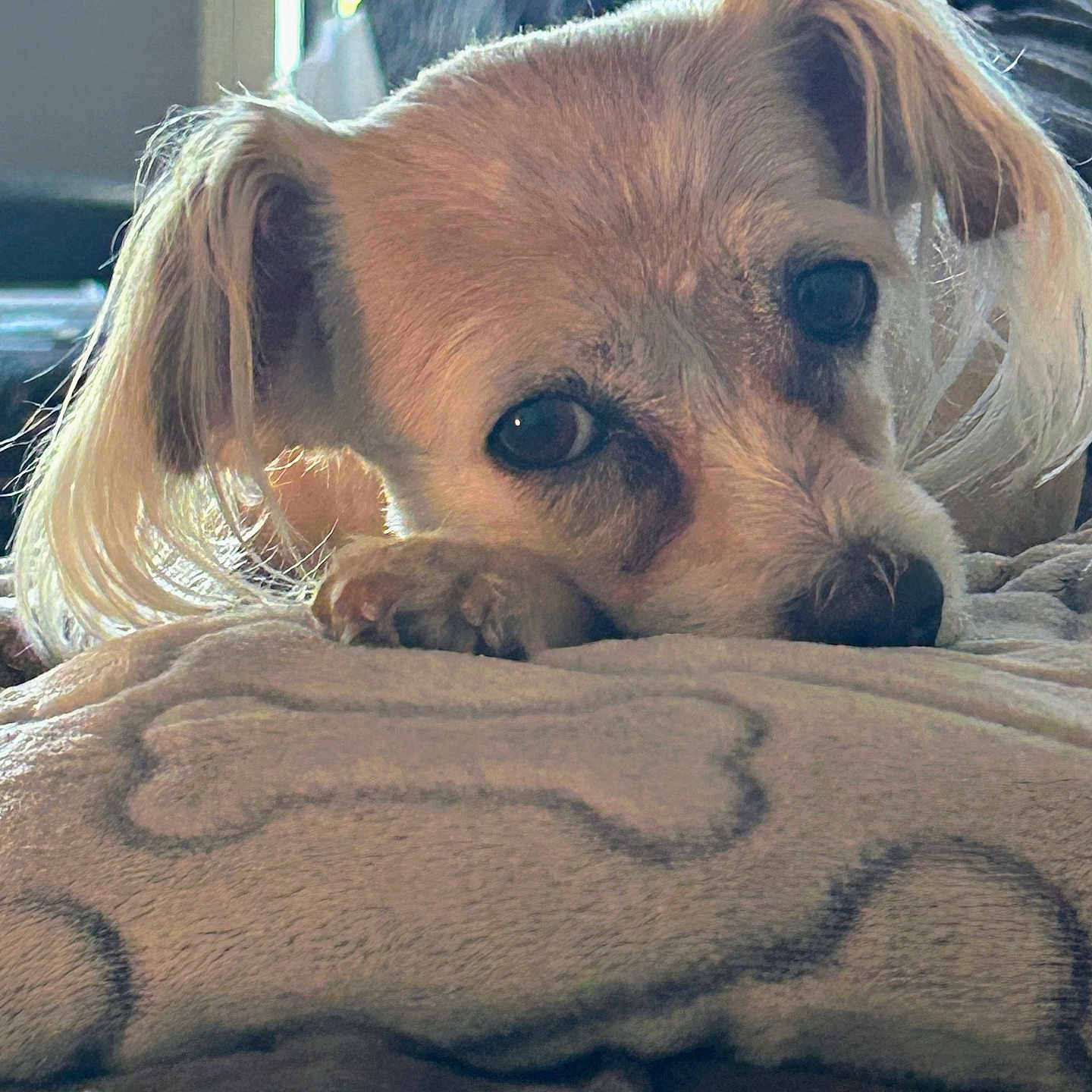 Franki