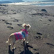 Franki joined the competition — help win amazing prizes! dog, small_dog, sweater, beach, sand, footprints, ocean, waves, sky, leash, sunlight, outdoor, nature, pet, animal, shore, daytime, scenic, water, landscape