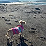 dog, small_dog, sweater, beach, sand, footprints, ocean, waves, sky, leash, sunlight, outdoor, nature, pet, animal, shore, daytime, scenic, water, landscape