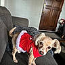 Franki is registered to the contest to win money with this photo: dog, small_dog, red_clothing, festive_outfit, couch, indoor, wooden_door, clock, holiday_decoration, curious, pet, animal, fur, ears, tail, blanket, living_room, home, portrait, cute
