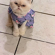 Margarita is registered to the contest to win money with this photo: animal, cat, costume, cream_color, cute, domestic_cat, dress, feline, floral_pattern, fluffy, fur, grumpy_expression, indoor, pet, pet_fashion, portrait, purple_dress, sitting, small_animal, tiled_floor