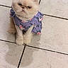 animal, cat, costume, cream_color, cute, domestic_cat, dress, feline, floral_pattern, fluffy, fur, grumpy_expression, indoor, pet, pet_fashion, portrait, purple_dress, sitting, small_animal, tiled_floor