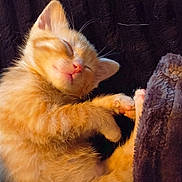 Nemo is registered to the contest to win money with this photo: kitten, cat, sleeping, orange_cat, furry, cute, pet, animal, cozy, soft_blanket, resting, paws, young_cat, domestic_cat, fur, whiskers, relaxed, indoor, close_up, adorable