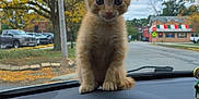 Nemo joined the competition — help win amazing prizes! kitten, cat, orange_cat, dashboard, car_interior, steering_wheel, autumn, tree, street, building, parking_lot, vehicle, curious, cute, pet, animal, outdoor, daytime, fall_leaves, small