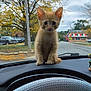 kitten, cat, orange_cat, dashboard, car_interior, steering_wheel, autumn, tree, street, building, parking_lot, vehicle, curious, cute, pet, animal, outdoor, daytime, fall_leaves, small