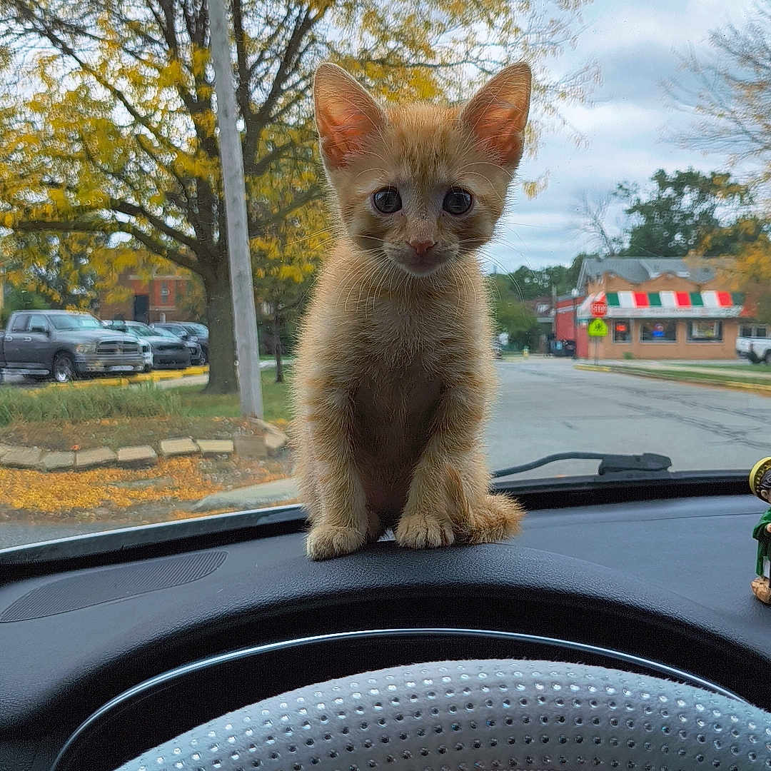 Nemo joined the competition — help win amazing prizes! animal, autumn, building, car_interior, cat, curious, cute, dashboard, daytime, fall_leaves, kitten, orange_cat, outdoor, parking_lot, pet, small, steering_wheel, street, tree, vehicle