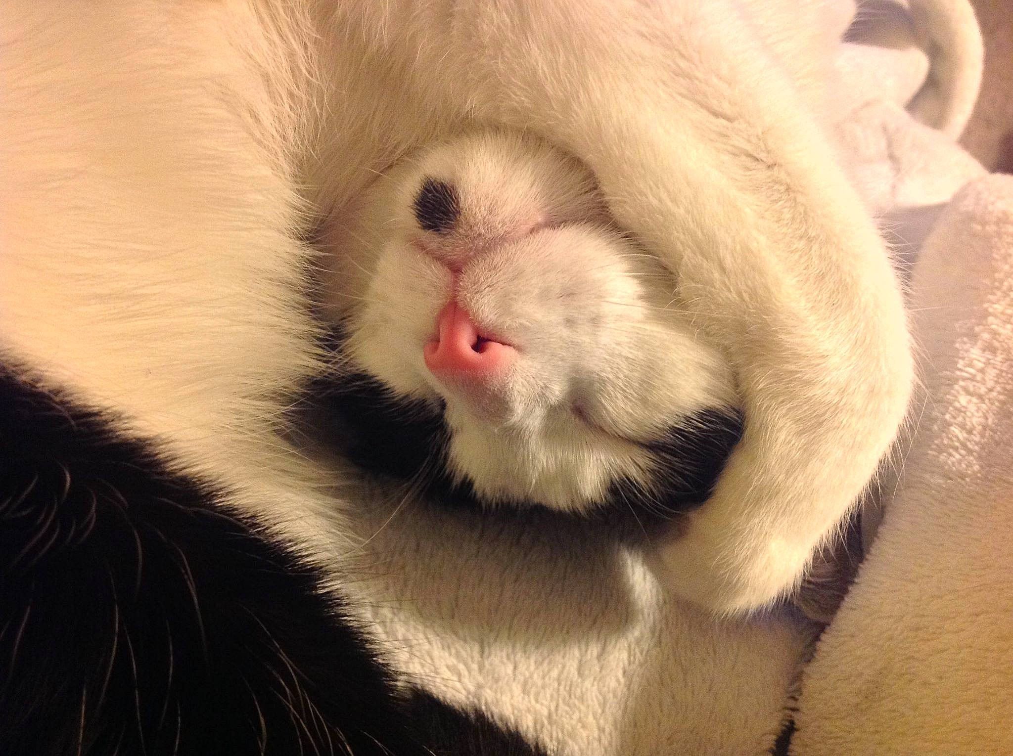 Smudge is registered to the contest to win money with this photo: carnivore, cat, claw, comfort, domestic_short_haired_cat, ear, fang, fawn, felidae, foot, fur, iris, paw, small_to_medium_sized_cats, snout, terrestrial_animal, whiskers