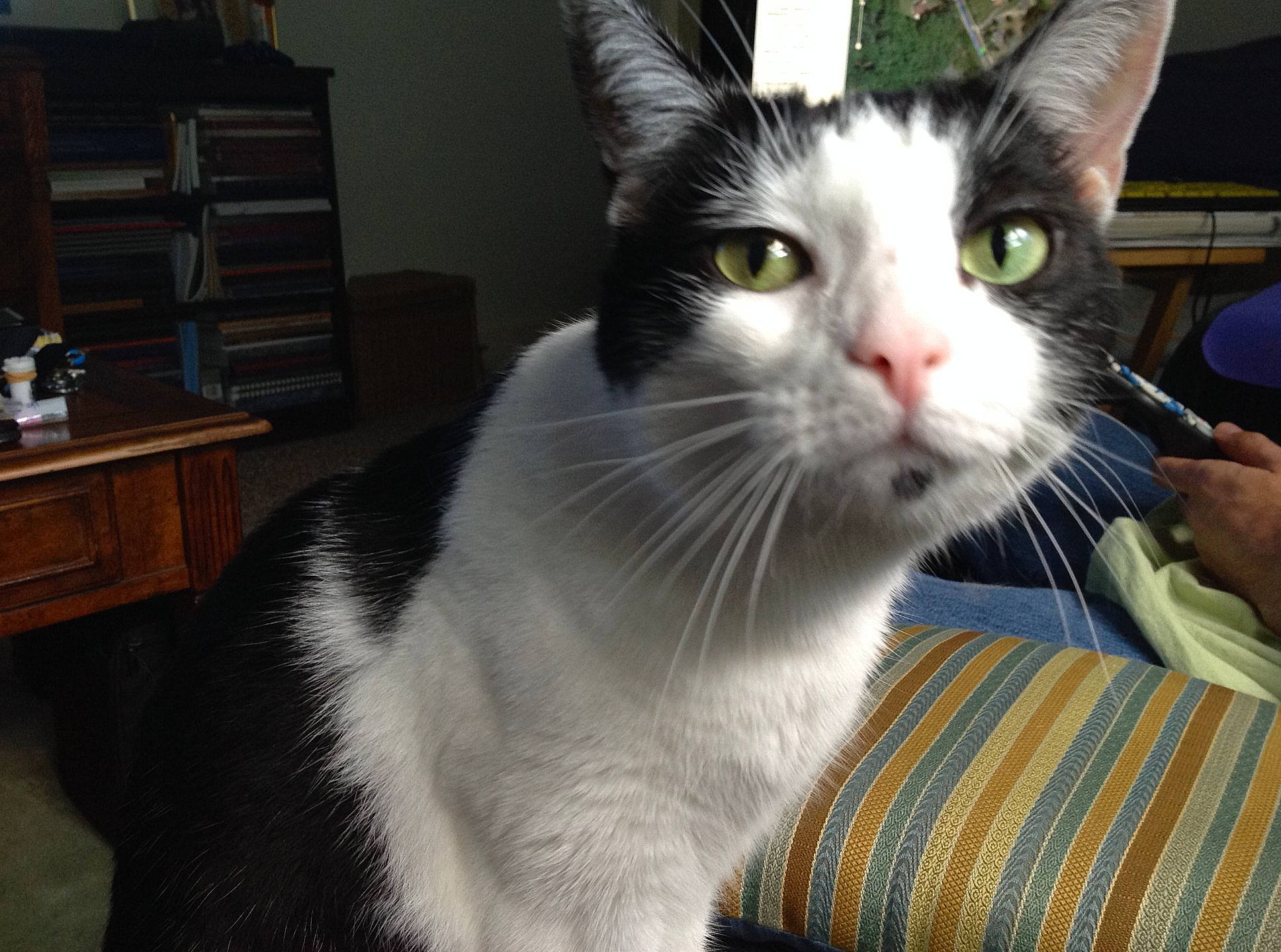 Smudge joined the competition — help win amazing prizes! bookcase, cabinetry, carnivore, cat, chest_of_drawers, claw, domestic_short_haired_cat, drawer, felidae, fur, paw, shelf, shelving, small_to_medium_sized_cats, snout, tail, whiskers, window