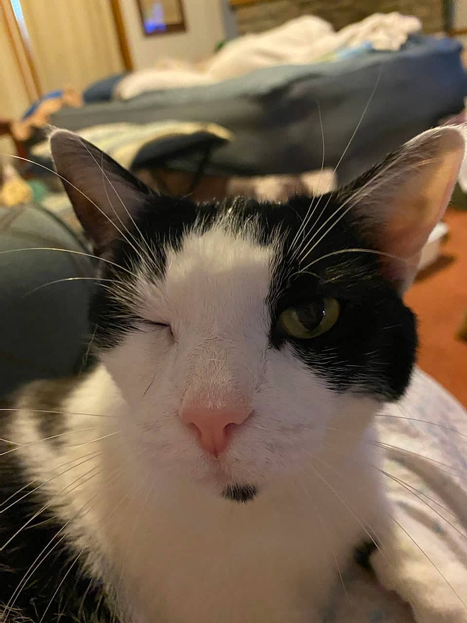 Smudge joined the competition — help win amazing prizes! carnivore, cat, comfort, domestic_short_haired_cat, eye, eyelash, felidae, fur, hair, head, small_to_medium_sized_cats, snout, terrestrial_animal, whiskers