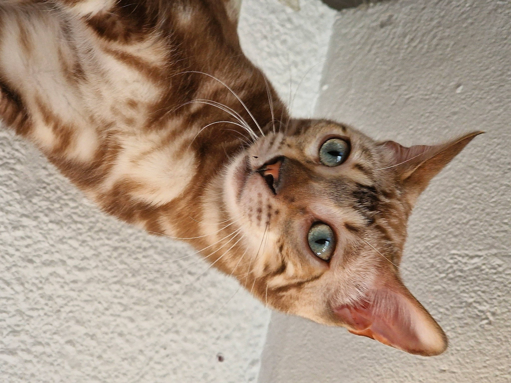 Maya participe au concours pour gagner de l'argent avec cette photo : carnivore, cat, claw, domestic_short_haired_cat, ear, fawn, felidae, fur, paw, small_to_medium_sized_cats, snout, tail, terrestrial_animal, whiskers, wildlife, window, yawn